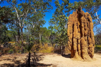 Termite Mound