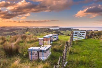 New Zealand beehives