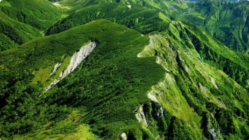 Forest Bathing in Japan