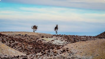 Kanku-Breakaways Conservation Park, Coober Pedy