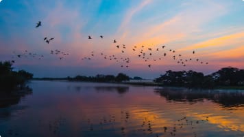 Birds flying in Kakadu NP Northern Territory