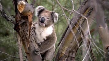 Koala in a tree on Kangaroo Island