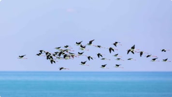 Black Necked Stilt Birds