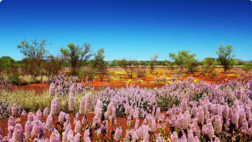Pilbara wildflowers WA
