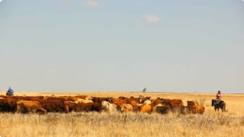 odyssey tours kangaroo island