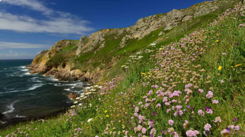 Le Pulec Wildflowers, Jersey, U.K.