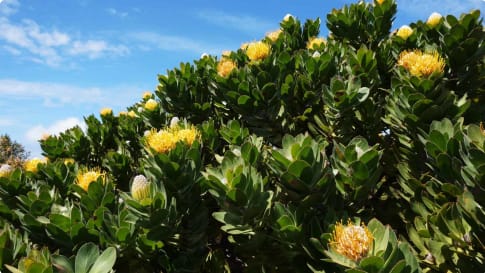 Protea South Africa