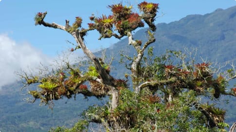 Baru Vulcano Panama