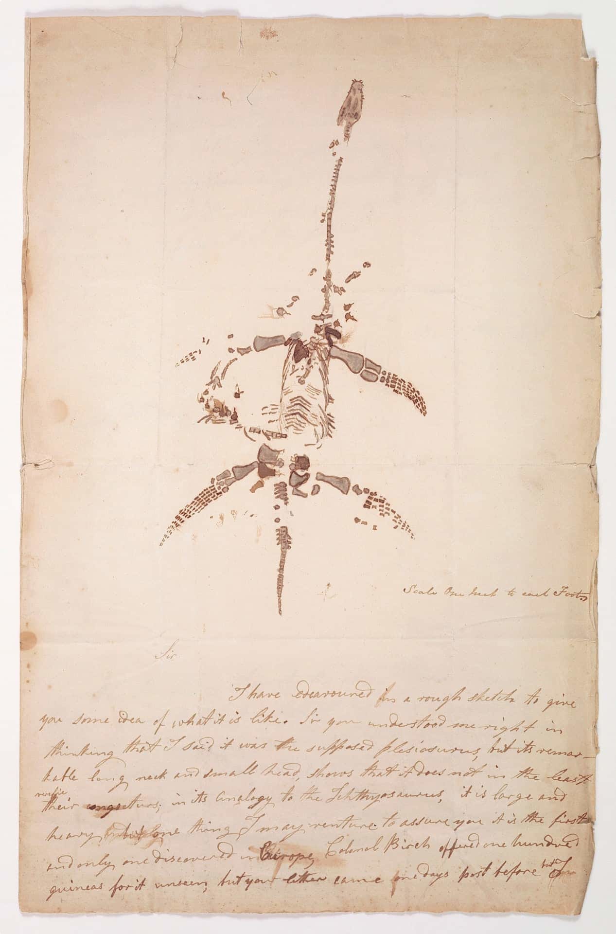 Mary Anning letter