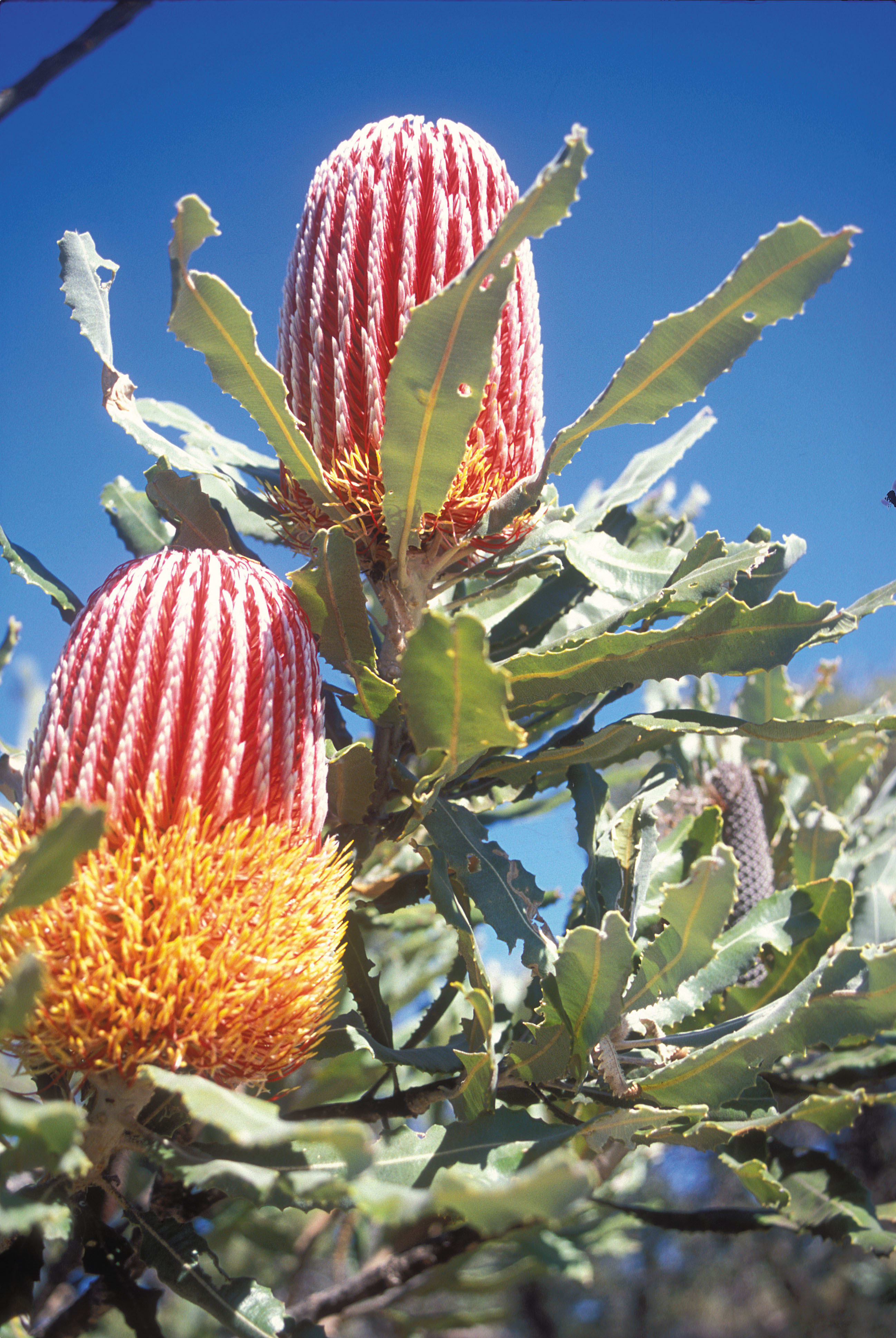 Firewood Banksia (Banksia menziesii)