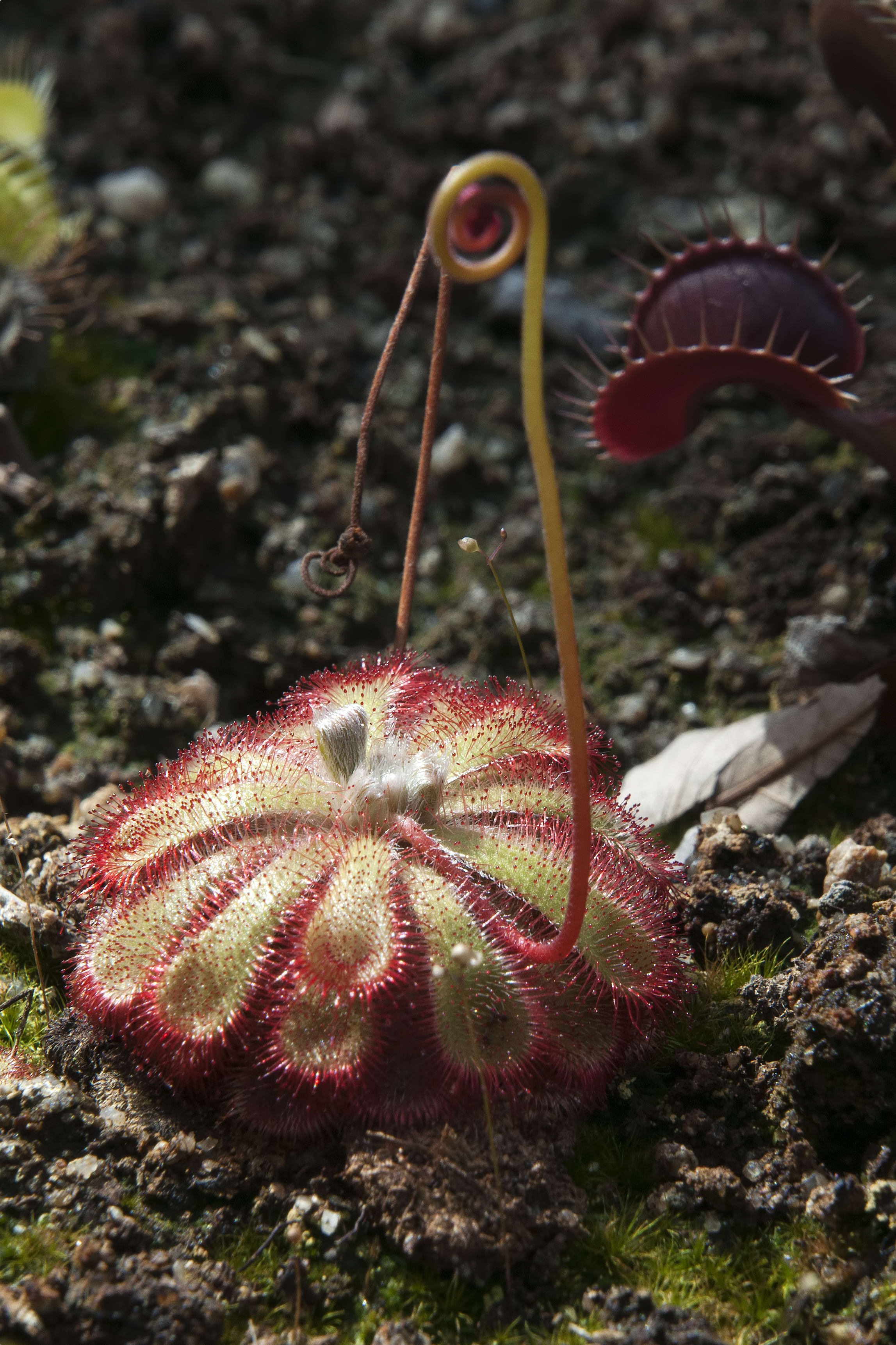 Sunny Sundew 