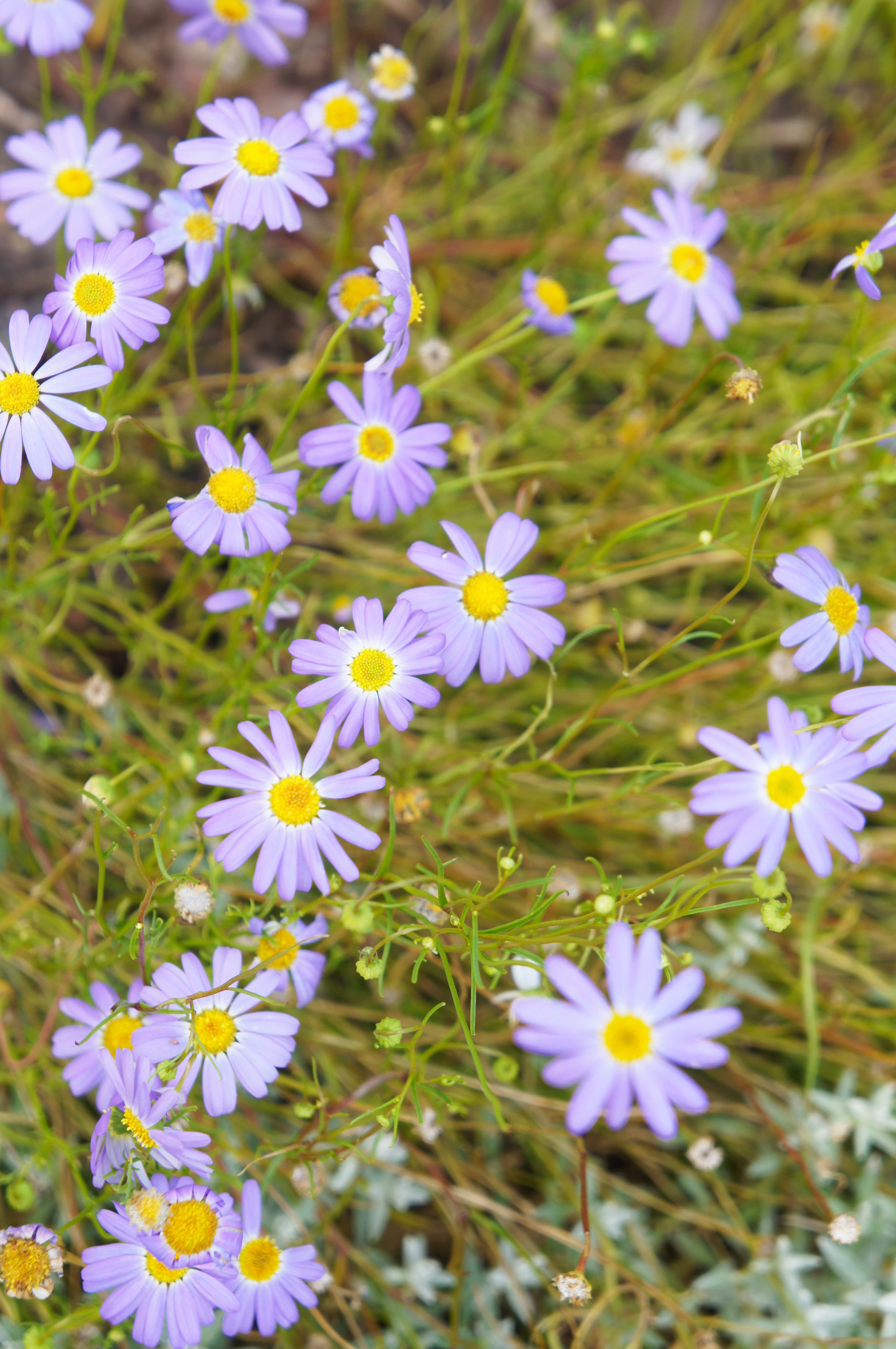 Swan River Daisy