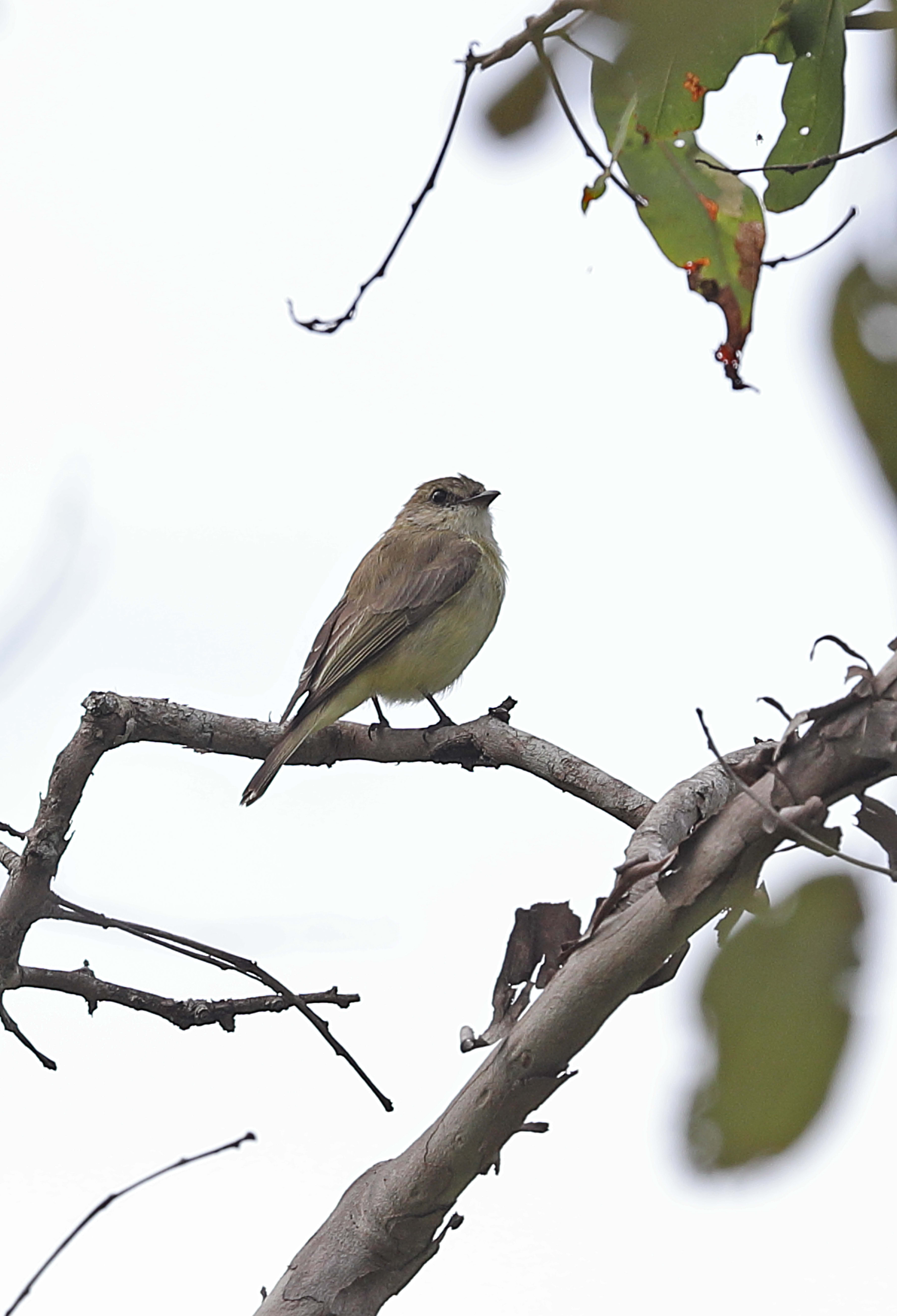 Lemon-bellied Flycatcher