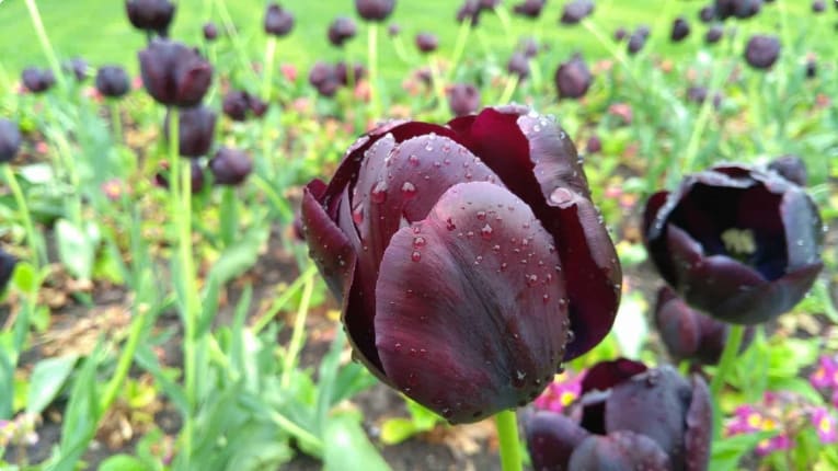 The sought-after black tulip