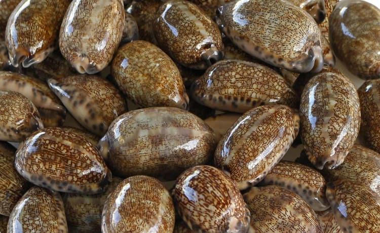West Africa currency cowrie shells