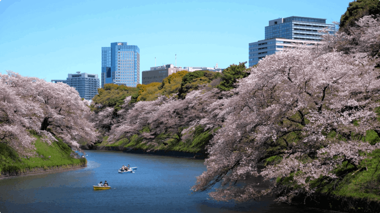 Hanami - Japan Cherry blossoms