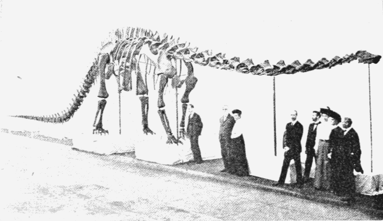 Diplodocus carnegiei 