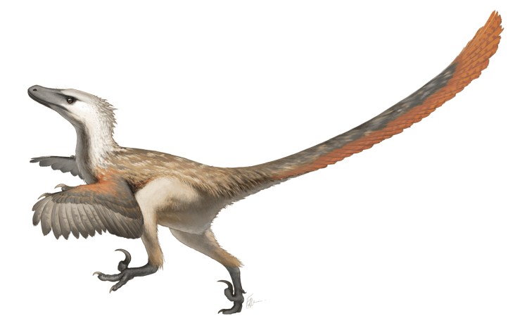 Velociraptor_Restoration