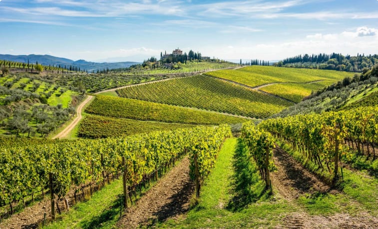 Vineyards in Tuscany