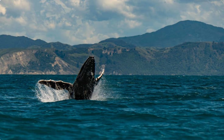 Humpback whale off the coast of Kaikoura.