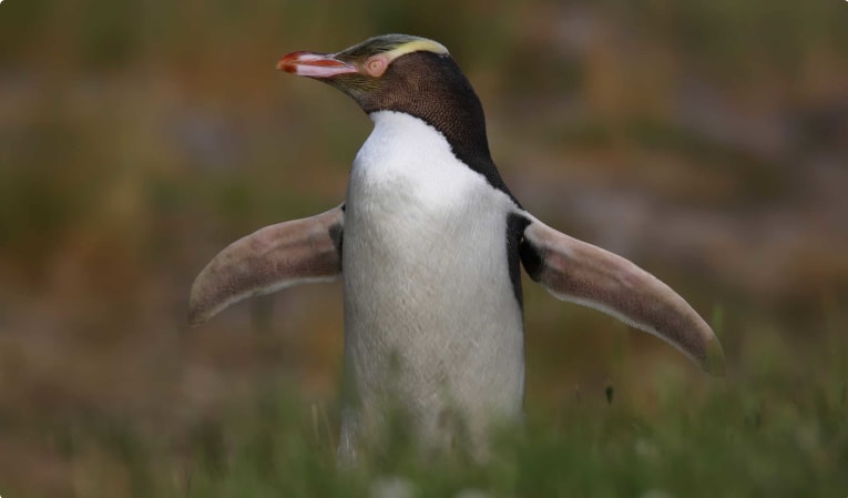 Penguin