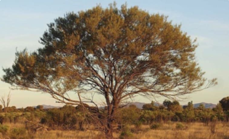 Mature Mallee