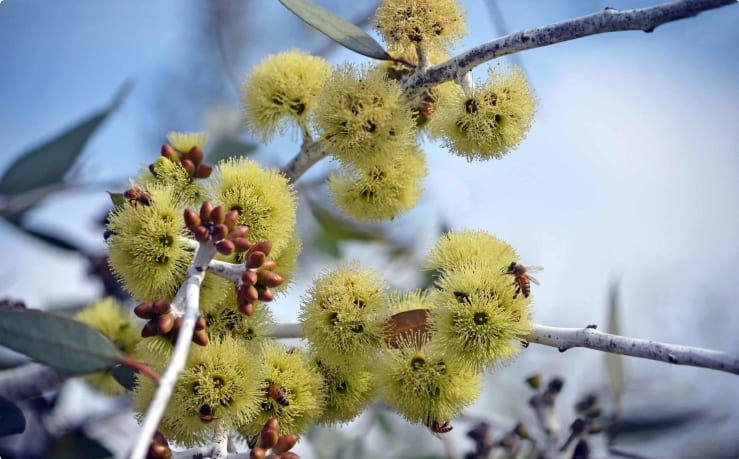 Mallee - flowers