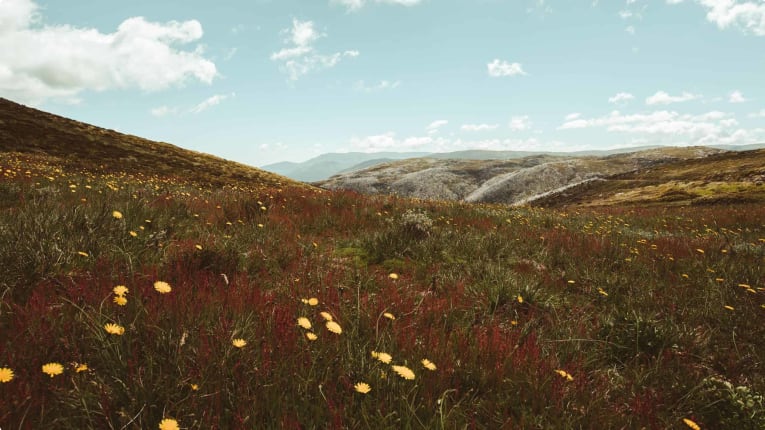 Wildflowers - high country