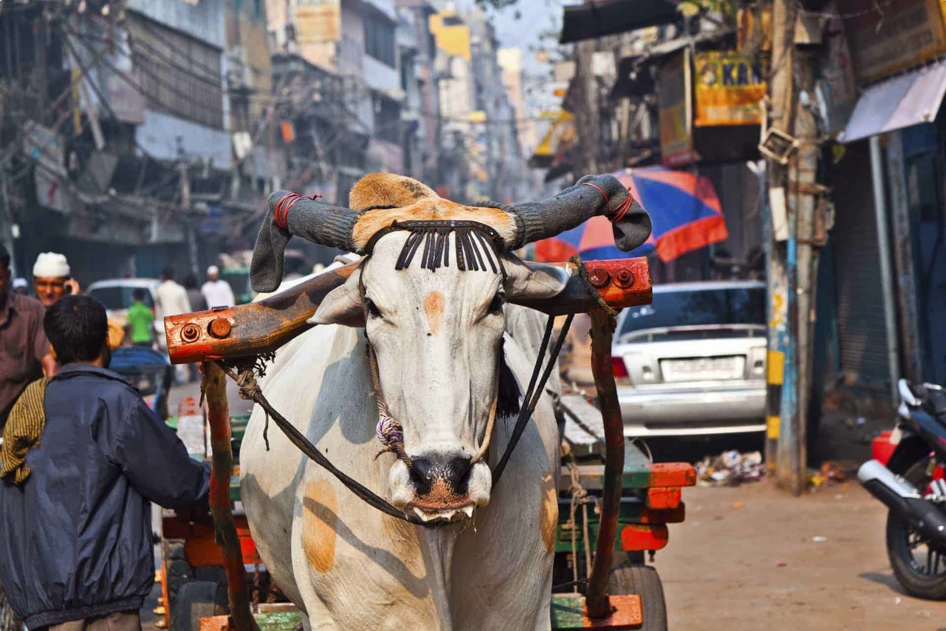 Old Delhi, India