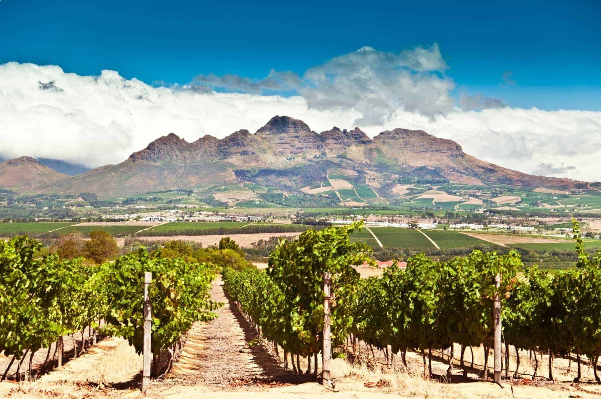 Stellenbosch vineyards South Africa