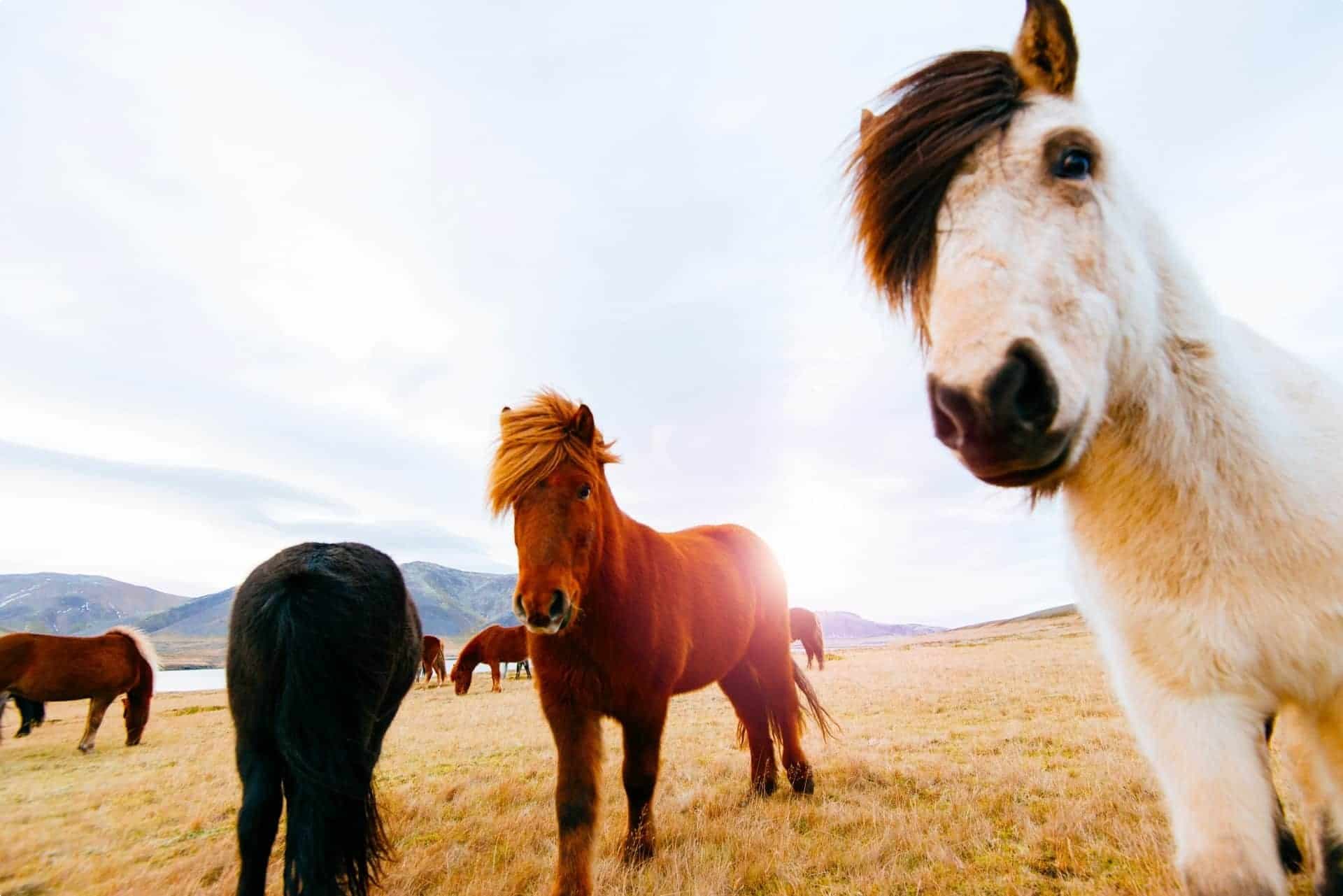 Iceland wildlife