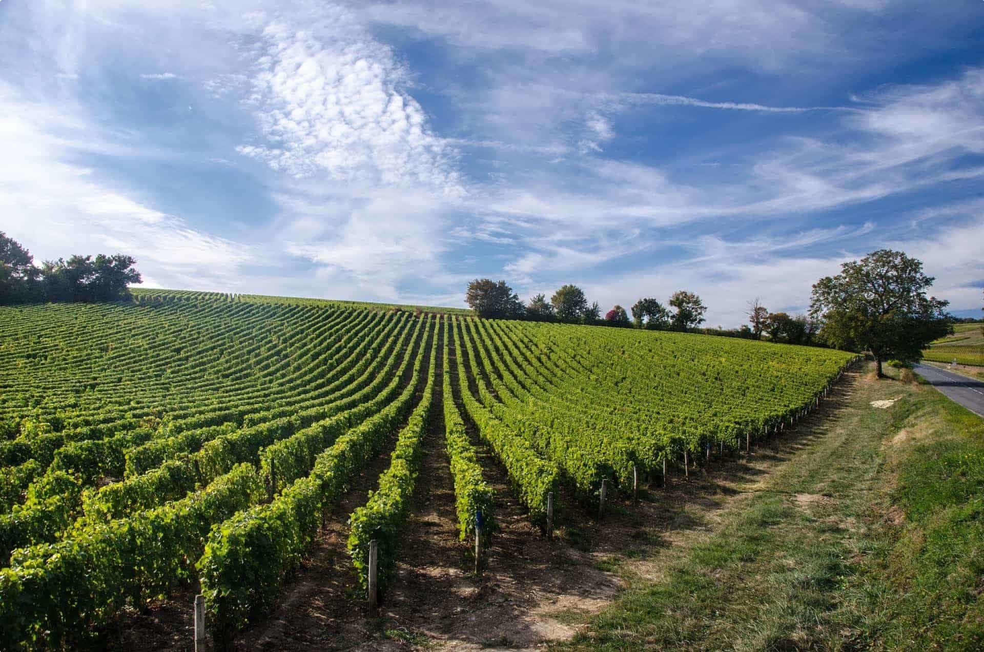 Vineyard in Loire Valley