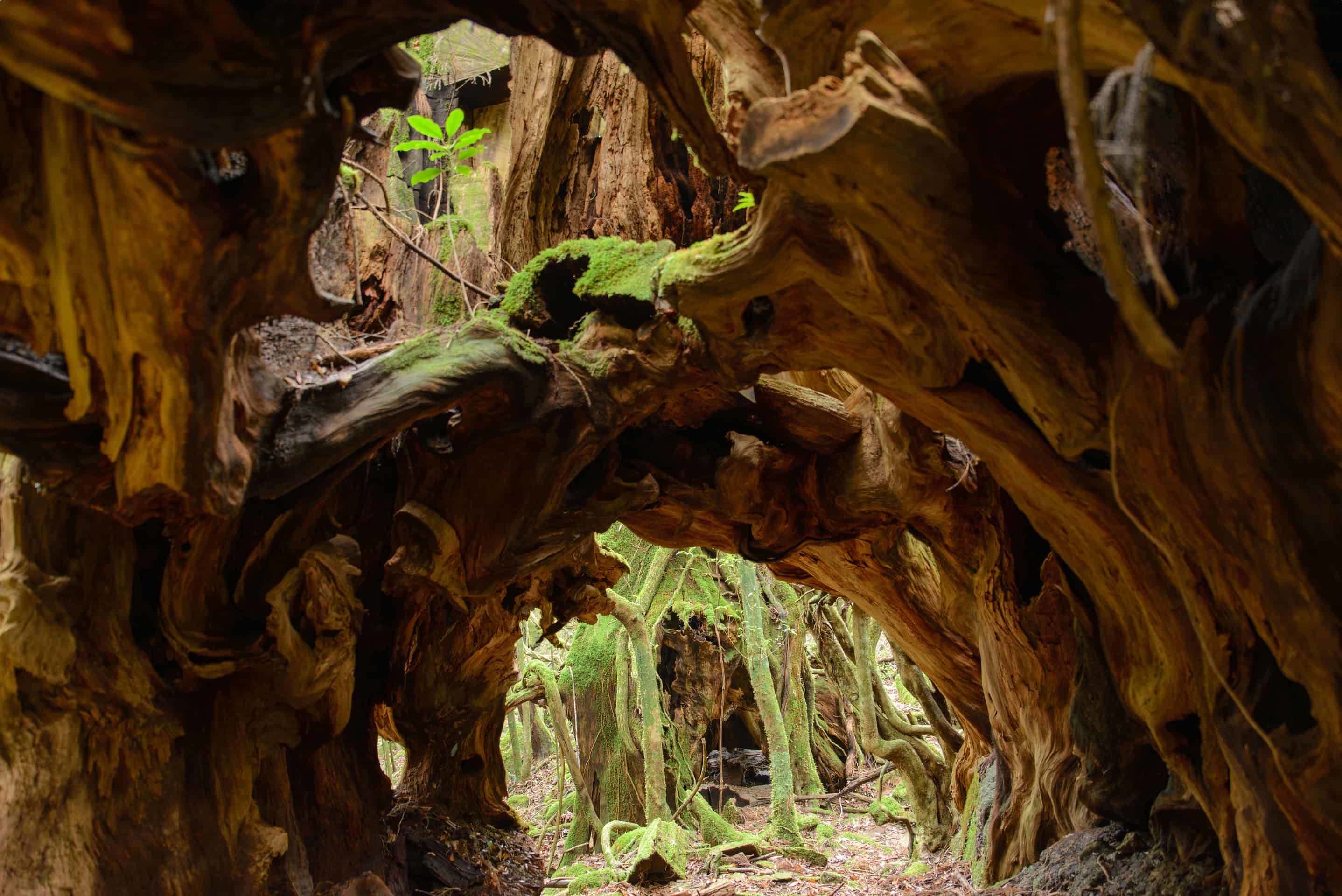 Yakushima Forest