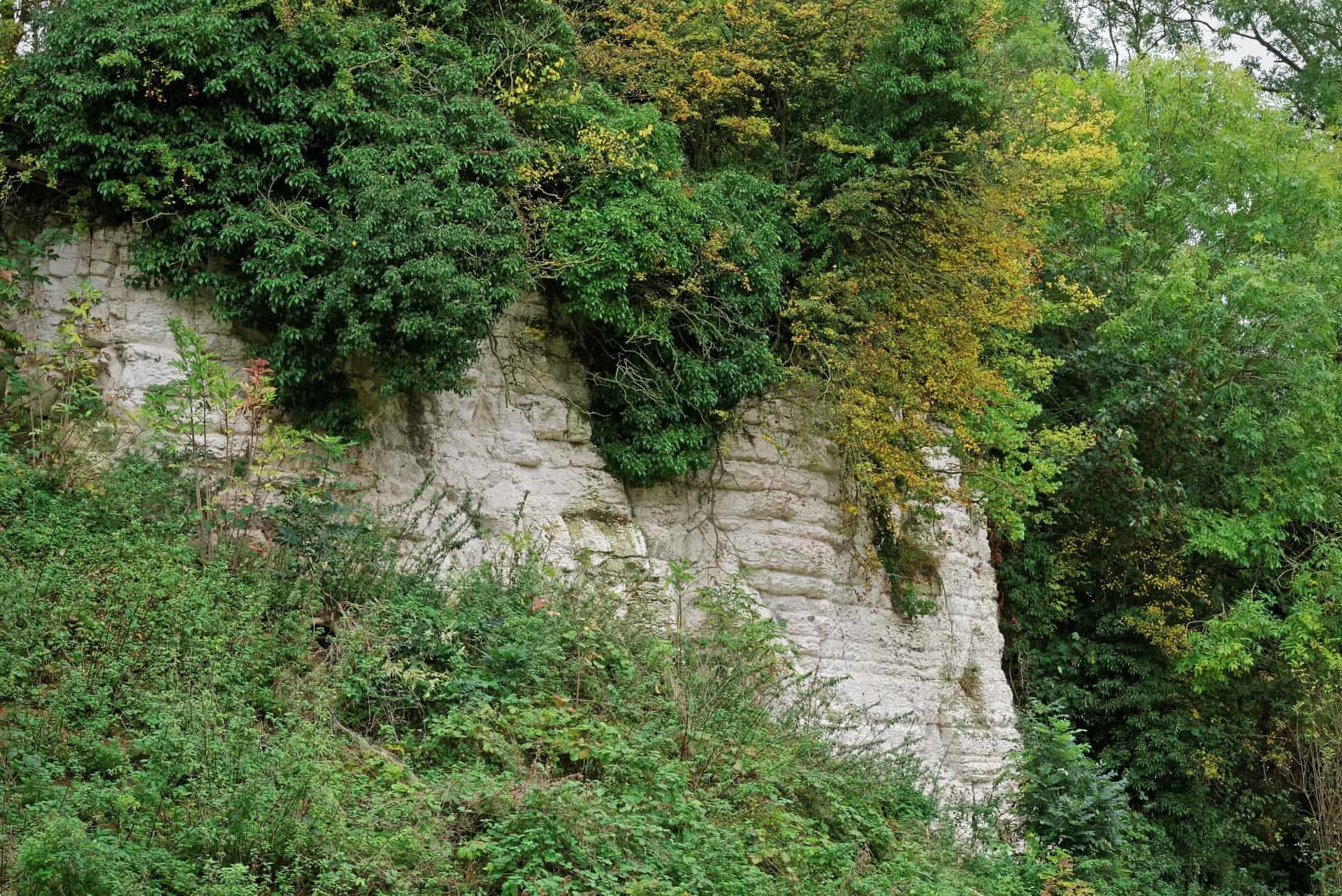 Chalk face of an old Quarry