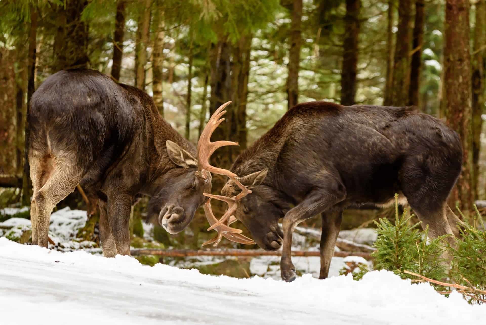 Trans-Siberian Landscapes and Wildlife