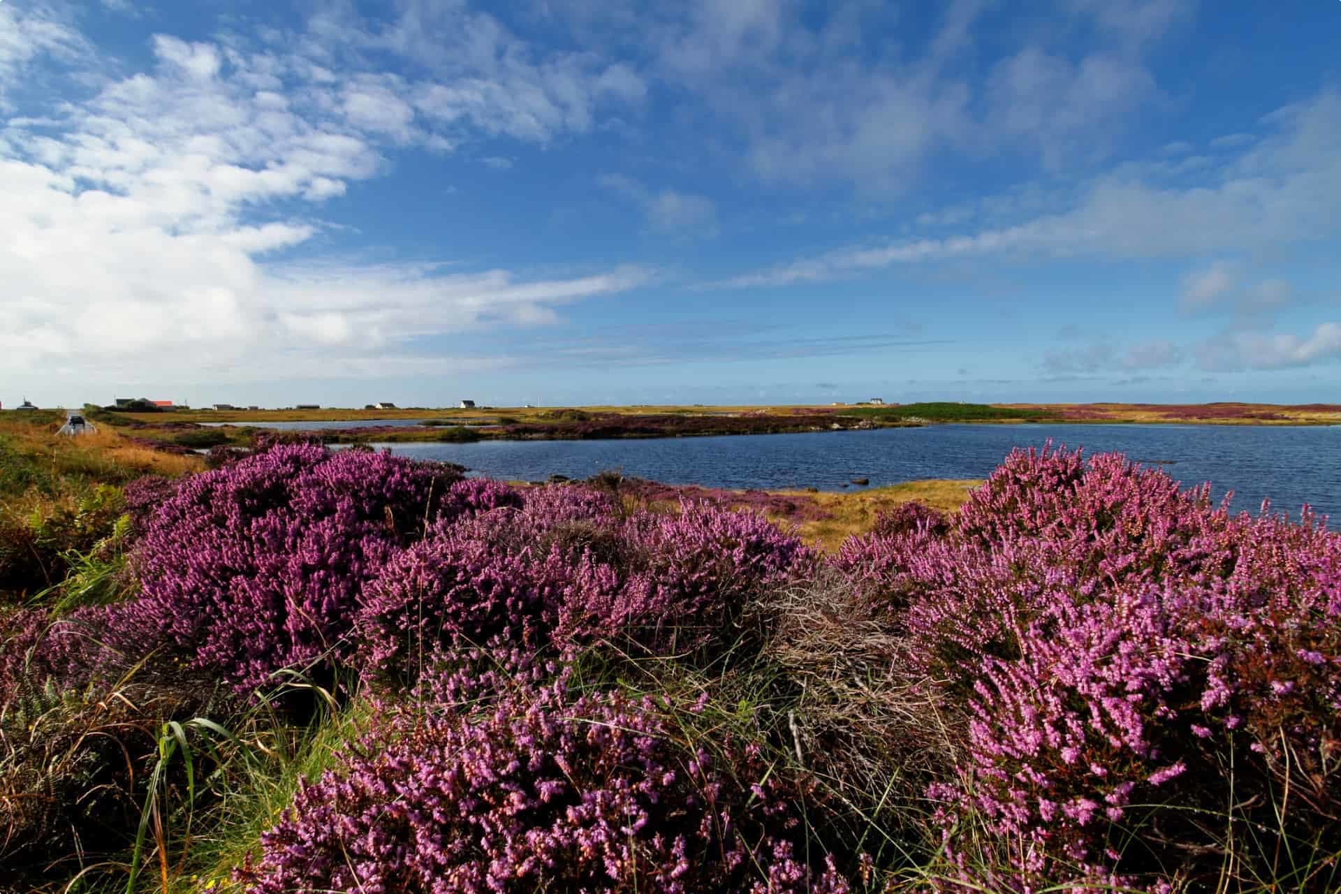 A heather field in Benbecula Outer Hebrides