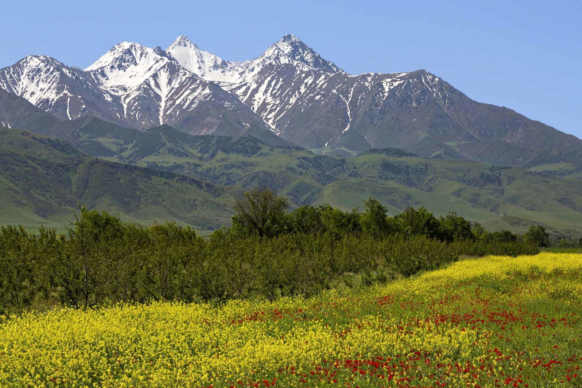 Spring flowers with a view of the Tien Shan Mountains Kyrgyzstan