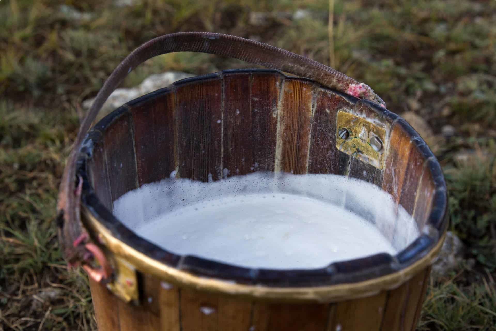 Yak milk, a staple in Mongolia