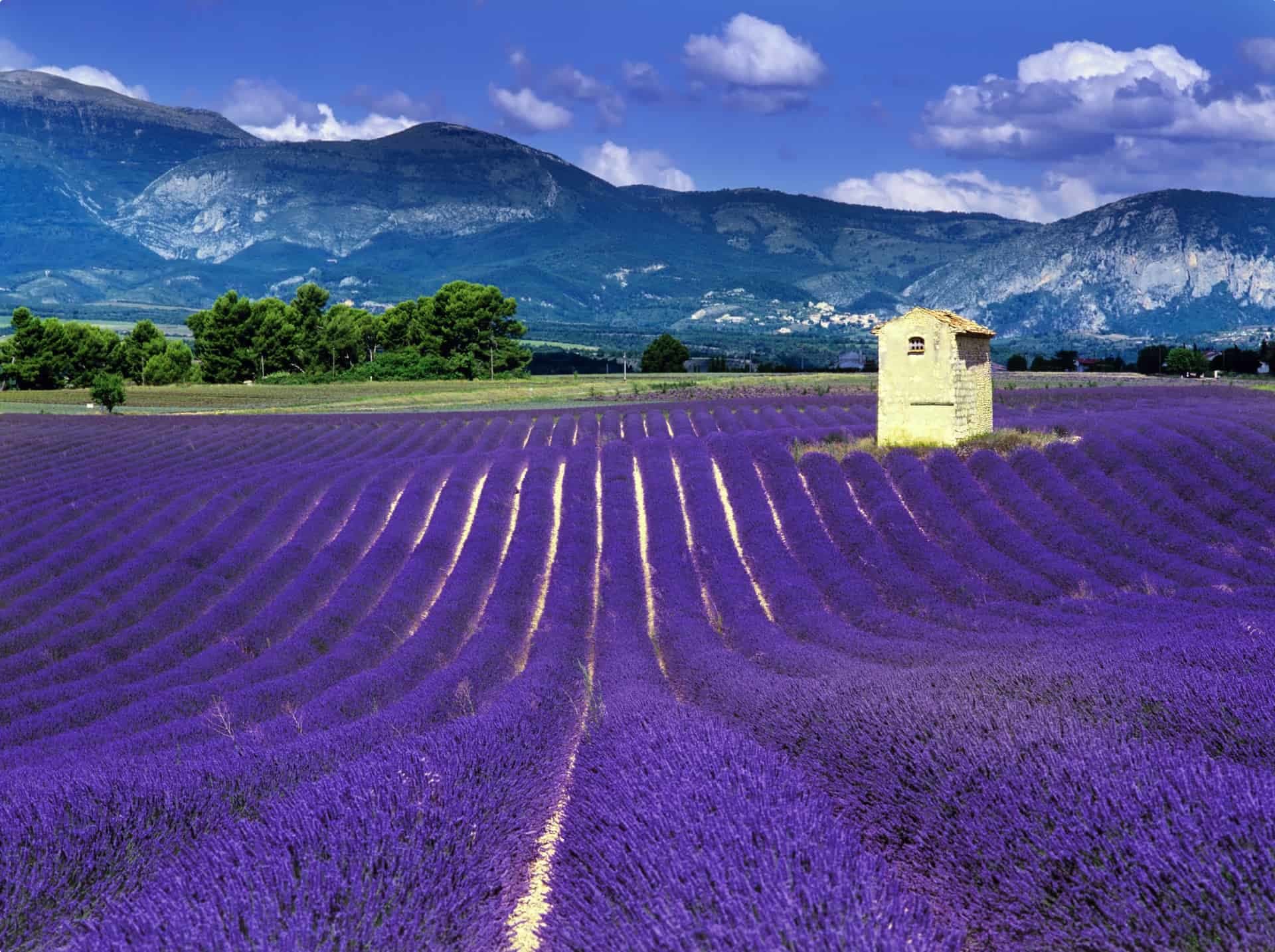 A field of lavender blooming in Provence, France