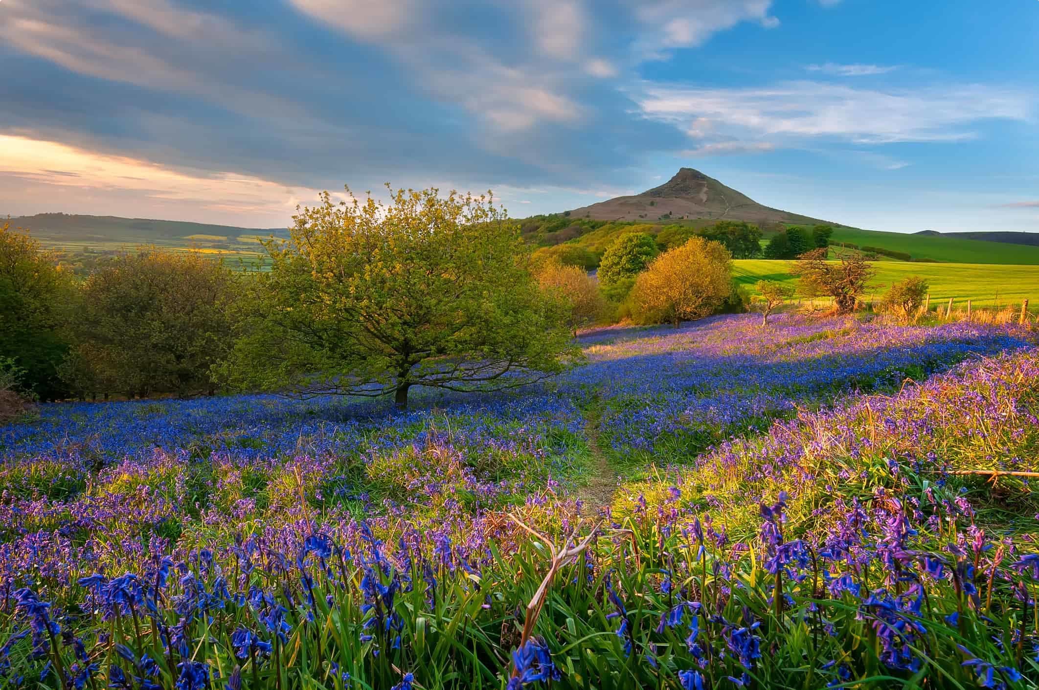 Bluebells in bloom in the North York Moors National Park