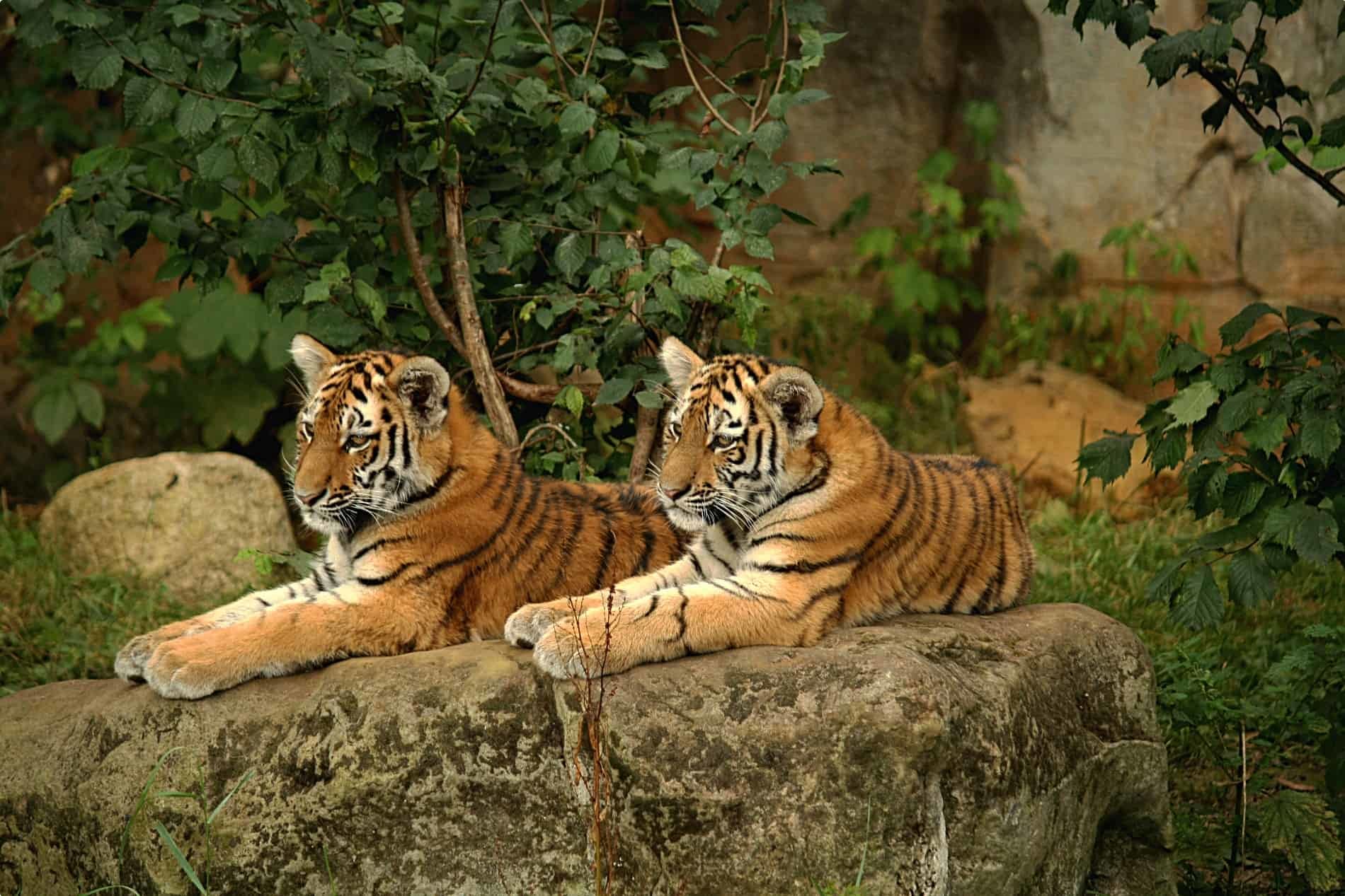 Two tigers relax at Leipzig Zoo