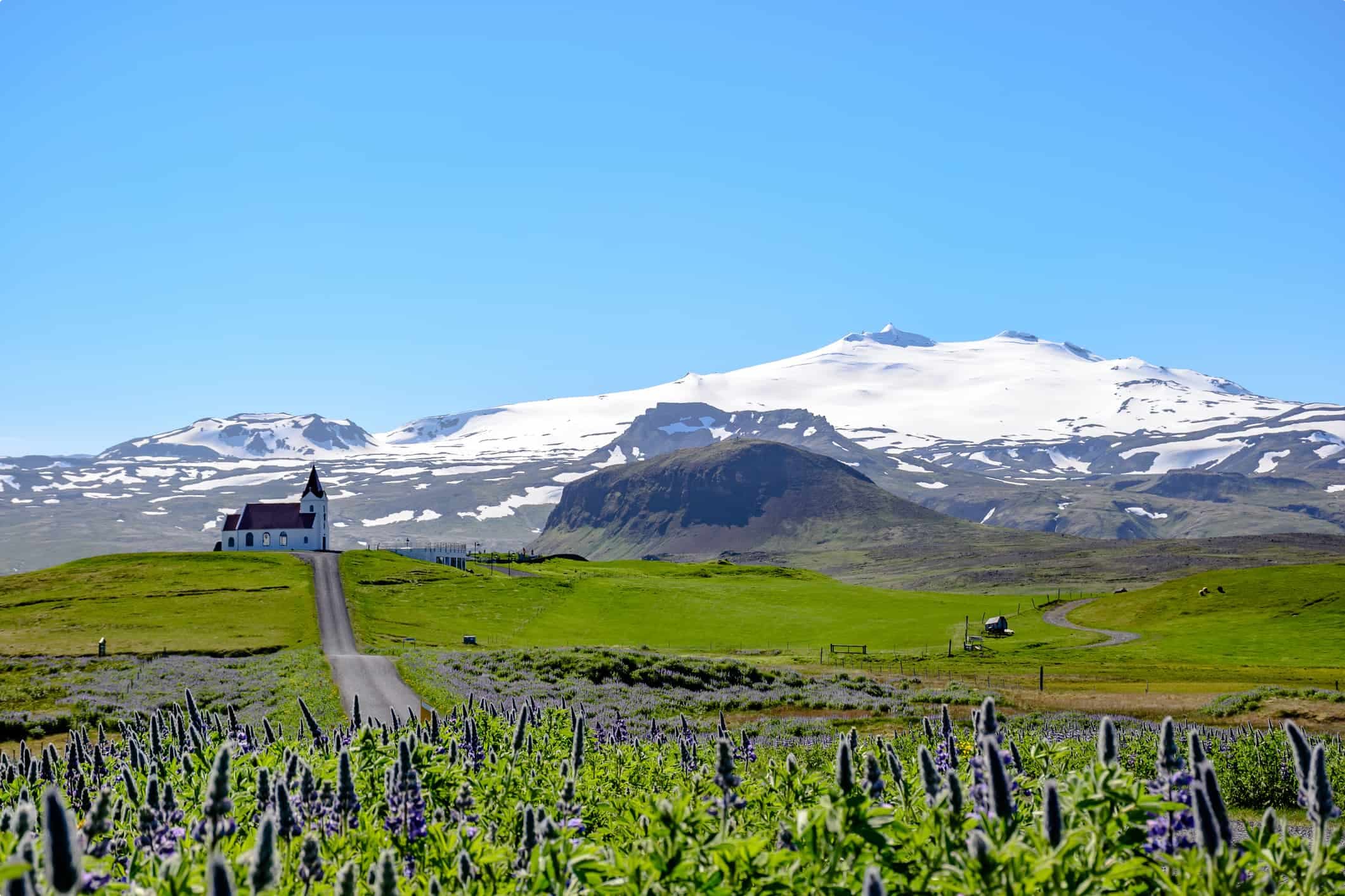 Church near Hellisandur, next to Snaefellsjokull, in Iceland. Lavender field and blue and clear day.