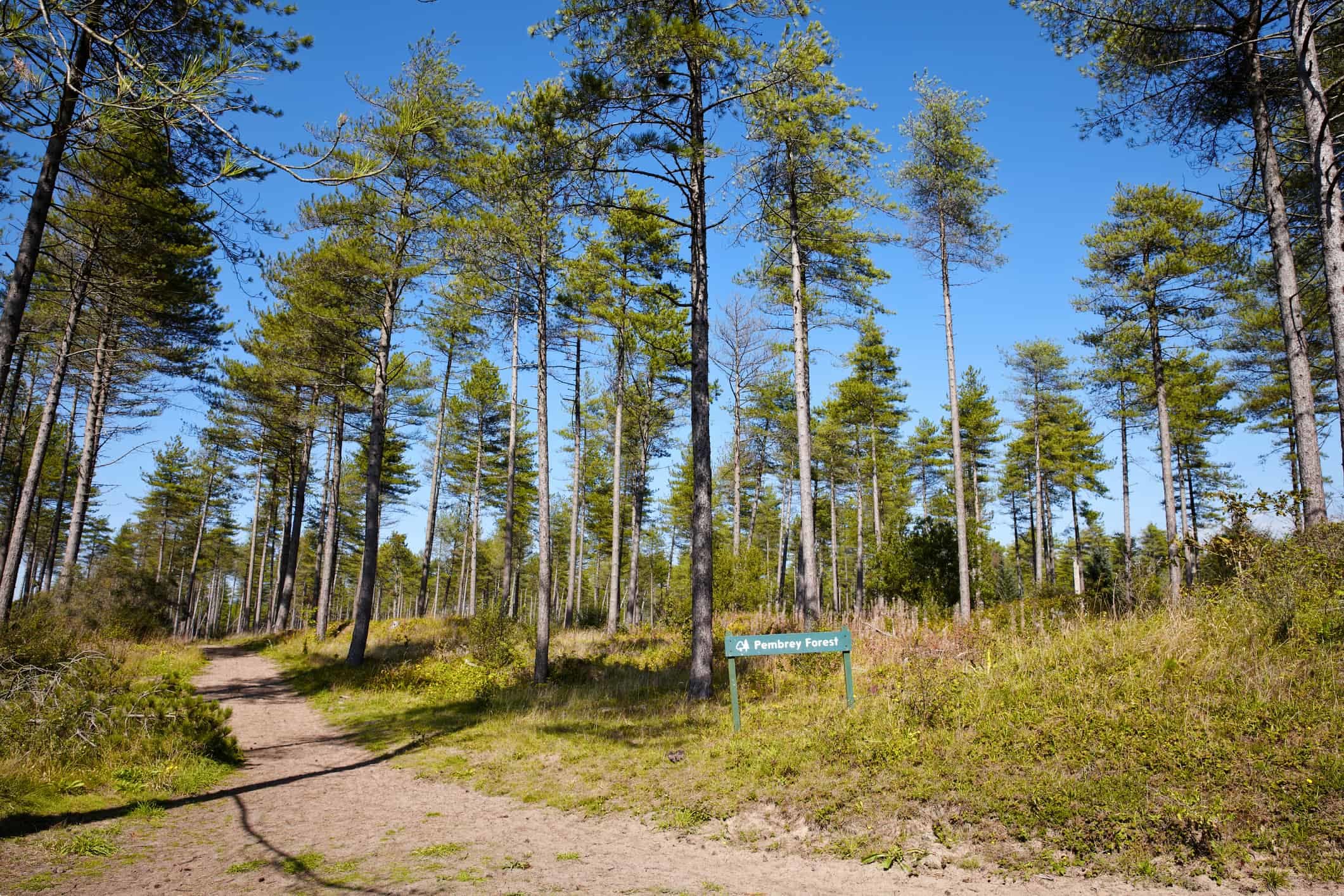 Woodland path in Pembrey Forest, Wales, UK