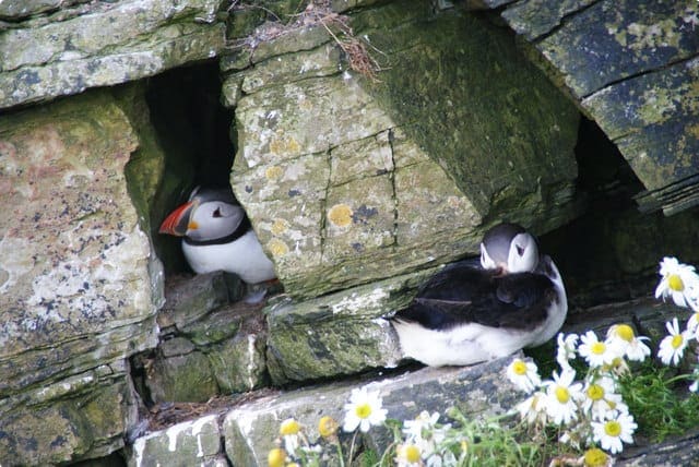 Puffins nestle into the cliffs near the Castle o' Burrian