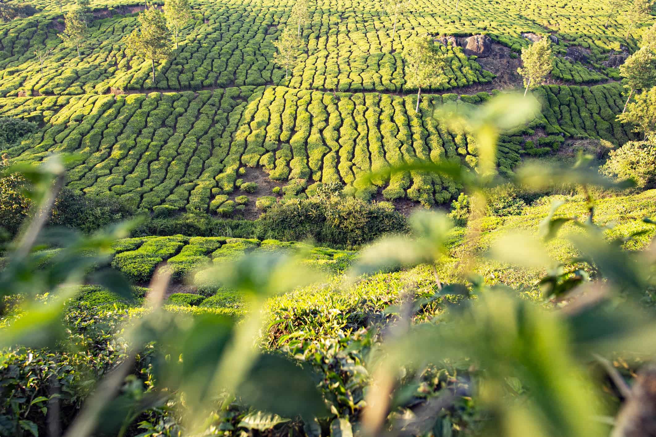 Stunning view of a green tea plantation during a beautiful sunset. Darjeeling tea is a tea grown in the Darjeeling district, Kalimpong District in West Bengal, India.