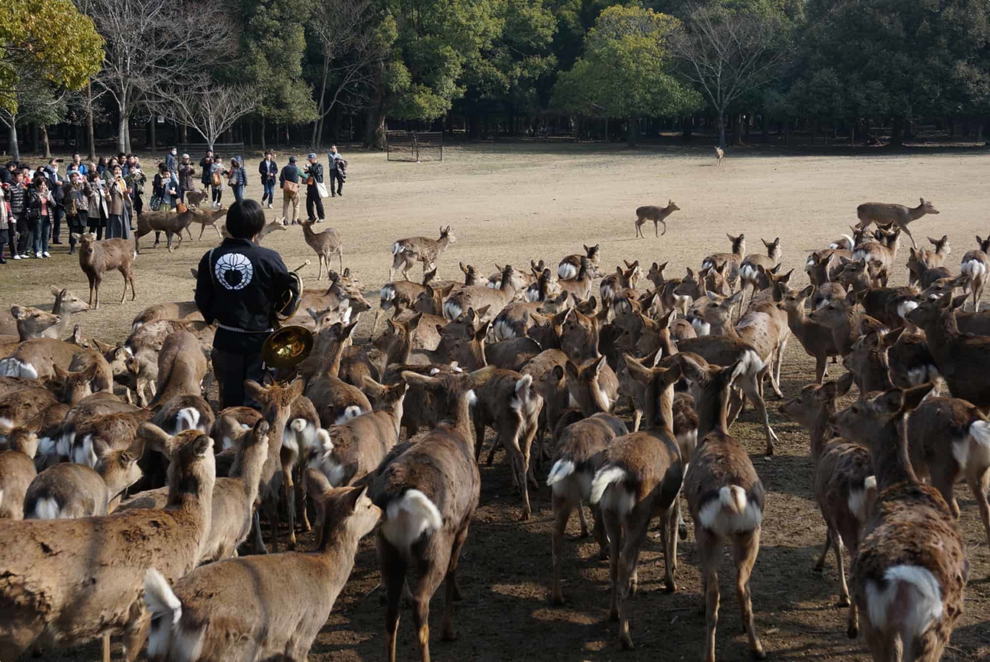 Deer in Nara Park