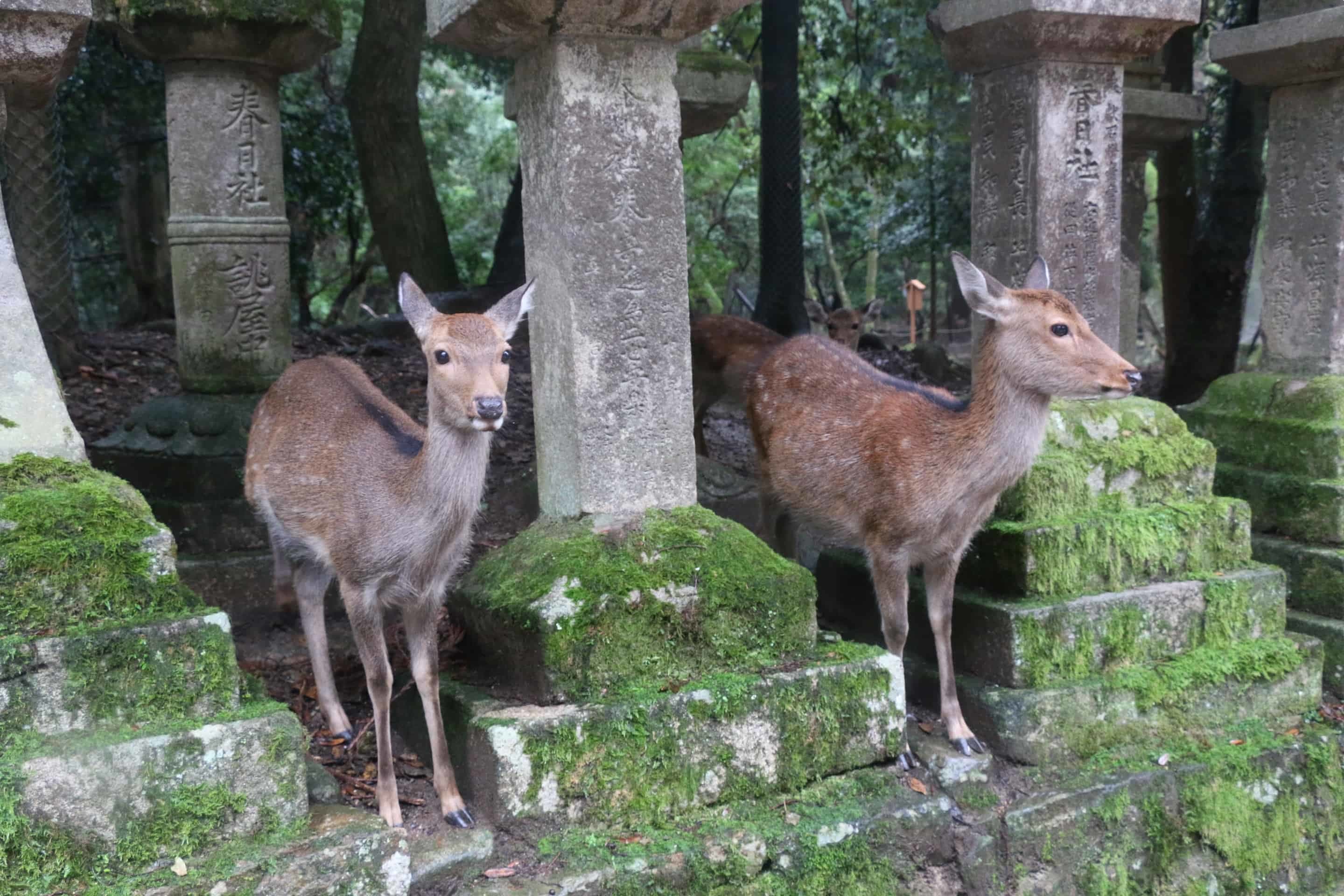 Deer in Nara Park