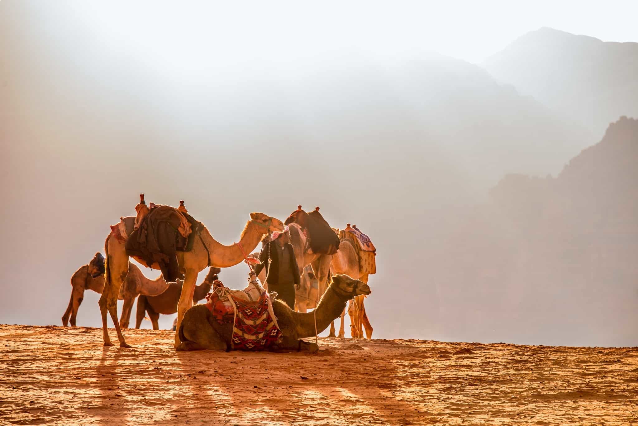 A scene with camels in the Jordan desert