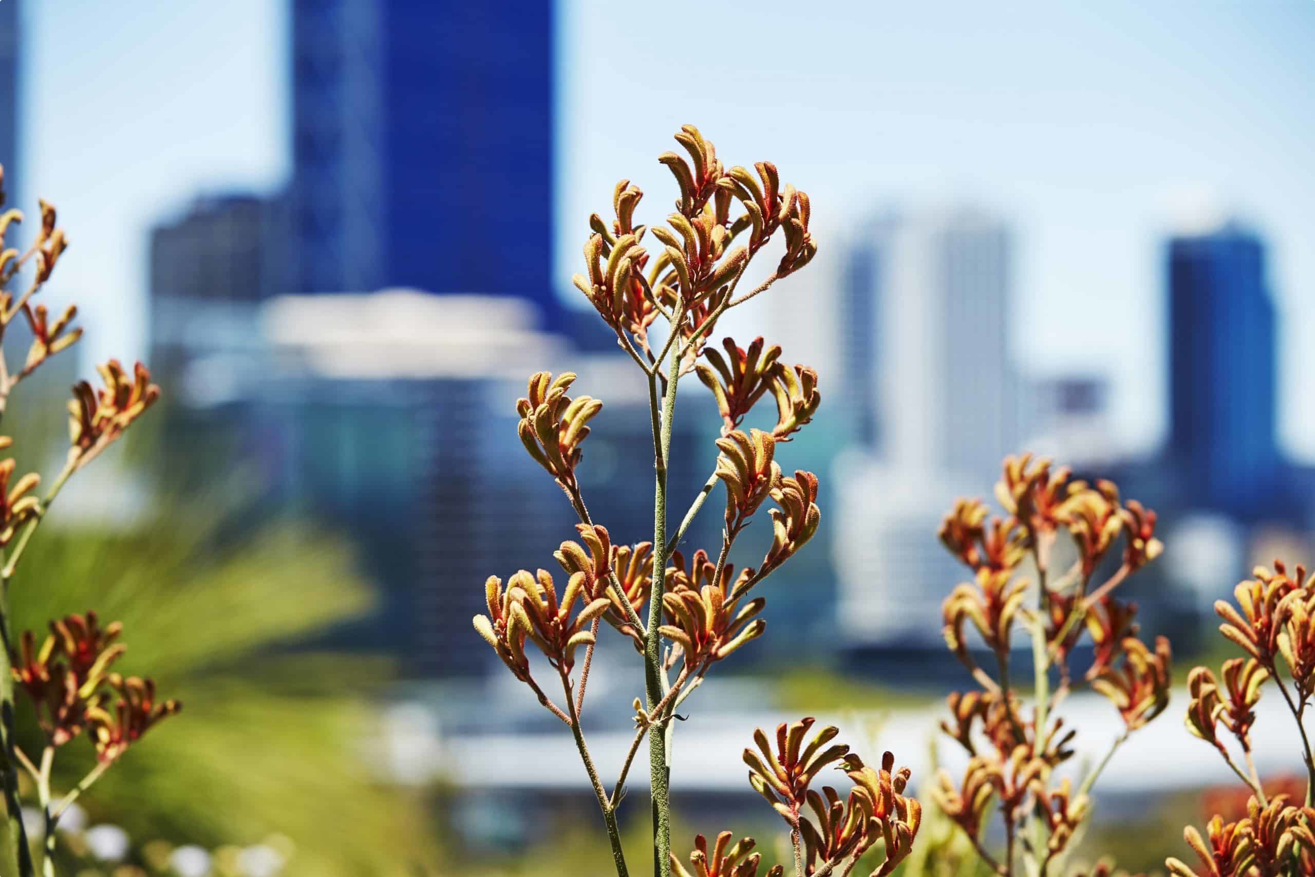 Kings Park and Botanical G