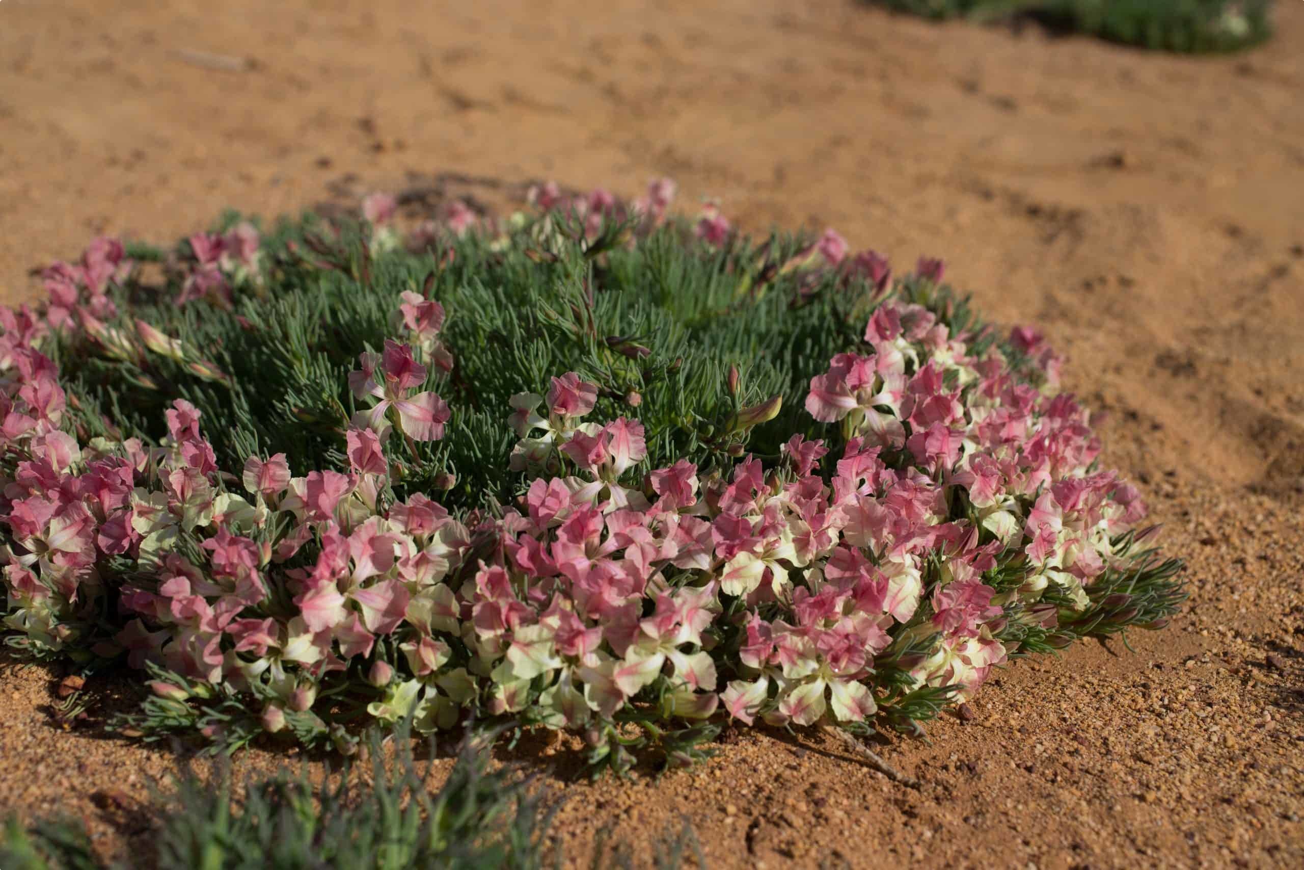 Wreath flower (Lechenaultia macranth